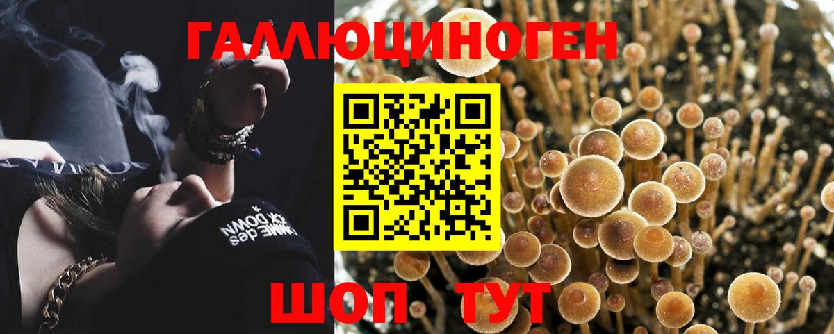 Галлюциногенные грибы GOLDEN TEACHER Армавир